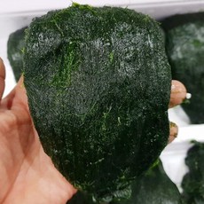 2026년 햇 매생이 완도 장흥 내저 찰 개별진공포장 냉동, 350g, 10개