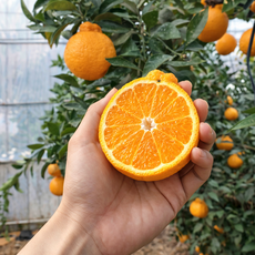 [안사면손해] 한정수량 제주 서귀포 한라봉, 1박스, 5kg