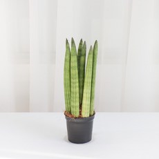 갑조네 스투키(소품)(방사형) 전자파 차단 예쁜 다육이식물, 1개