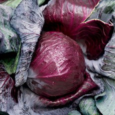 친환경 무농약 적채 적양배추 보라색 양배추, 적양배추 3kg, 1개