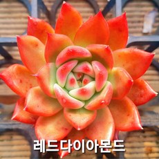 내맘대로골라 다육이 다육식물, 28번- 레드다이아몬드펄, 1개