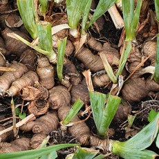 [LS 앱솔루트 오일] N28 오리스 (Orris) 10ml, 1개, 연한 노랑