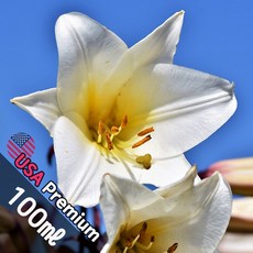 B051 돌체 100ml (Dolce light Blue) 프래그런스오일 캔들 디퓨저 향수, 1개