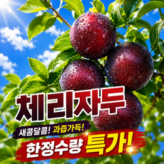 [하루50박스만] 과즙팡팡 제철자두 새콤달콤 체리자두, 1박스, 소과 (30g 이상) 1kg