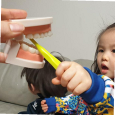 치아모형 양치교육 사람 이빨모형 치아관리