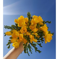 (꽃그린몰) 행사 후리지아 20줄기 프리지아 한셋트 꽃정기구독 꽃배달 생화택배 농장직송 양재꽃시장, 후리지아 10대 1묶음, 1개