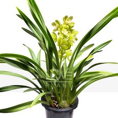 꽃사랑식물나라 스프링펄(스프링파루) 동양심비디움 난 인테리어 식물키우기