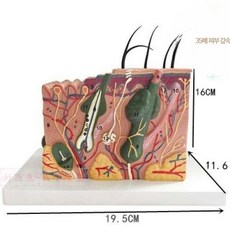 50배 인체 피부 조직 구조 확대 해부 모델 의학 미용 정형 입체 피부확대 모델, 35배 확대된 피부 191116cm