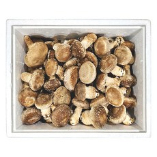 [행사]무농약 국내산 송화버섯 실속형 [ 1kg+건조송화 ] 송이향 고기식감 송고버섯, 1박스, 500g 송화버섯 가정형