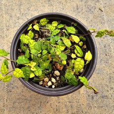 제주애기모람 /9cm포트 / 분경 석부작 테라리움 소재23 / 봄꽃 / 야생화 / 꽃과정원이야기, 1개