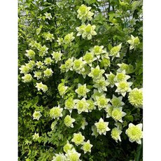 [신라난농원]클레마티스.으아리.알바 플레나.신상품입고.겹꽃.사랑스러운형.그린색.화이트.크림색.노지월동가능.인기.필독뒷사진참고, 1개