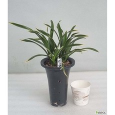 천금6촉/취미난/고급난/동양란/그린난농원, 1개