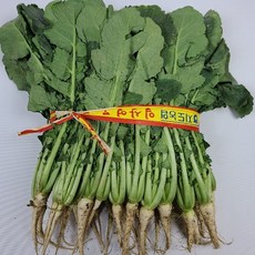 영호네농산물 특품 일산열무 1단, 1개, 1.5kg내외