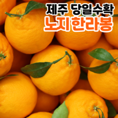 [제주직송] 당일수확 제주 노지한라봉 제주한라봉, 1개, 노지한라봉5kg