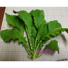 【野菜部屋~】H18 甜辣菜種子 雪裡紅 採收快, 1包
