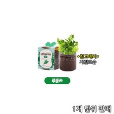 셀프 식물 재배 키트 방울토마토 딸기 고수 바질 투명 화분 반려식물 키우기 학교 유치원 교육용, 05루꼴라