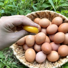 다온팜 난각번호1번 계란 당일산란 자유방목 유정란 20구