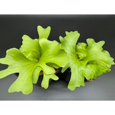 金功夫植物園 寬葉亞猴'摩天輪'盆栽，室內綠植盆栽，美化環境，增加生活樂趣, 1個, 2顆4吋有手有臉 寬葉亞猴'摩天輪