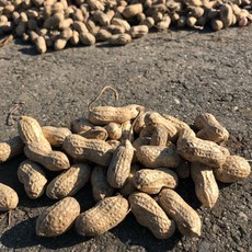 雲林在地新鮮花生莢 - 當季採收自產自銷, 1個, 600 g