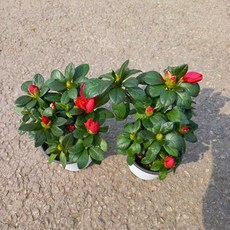 미션철쭉(빨강)2개묶음