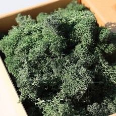 스텔라 모스이끼0605 딥그린 200g 모나코플라워, 최소구매수량 1 묶음  약 200g BOX W 16.2
