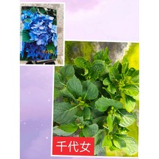 霏霏園藝 繡球花（千代女）最新品種