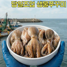 [당일입고] 초신선 생물 활 알쭈꾸미, 1박스, 2kg