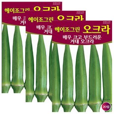 세인화분 오크라 20립 - 씨앗 씨 okra seed, 3개