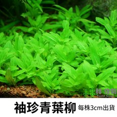 《林作物》水草 袖珍青葉柳 水中葉 不需CO2 耐熱 前景 新手級 綠色水草 陰性草, 每份1株(3-4cm)