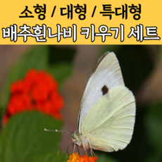 배추흰나비 키우기 세트 알 애벌레 번데기 나비 곤충 기르기 키트, 1개