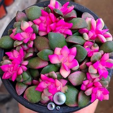 다육이 총집합 골라담기 다육식물 다육이, 3번- 핑크취설송