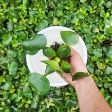 부레옥잠 3개 수생 수경식물 키우기 수질정화