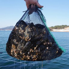 [특가] 통영 산지직송 당일배송 생 홍합, 1개, 5kg