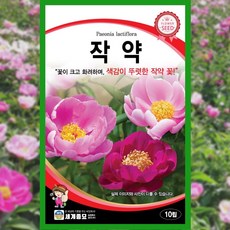 작약 씨앗 10립 꽃씨 종자 야생화 꽃밭 노지월동