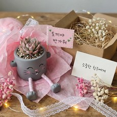 아트박스/에듀팜몰 반려식물 다육이 키우기 풀세트 DIY KIT 만들기, 단품없음