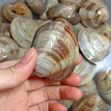 생물 자연산 백생합 조개 생합 당일작업 활 백합조개, 1세트, 1.5kg