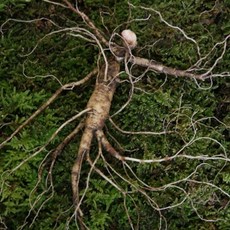 한눈알 산양삼 장뇌삼 산양 산삼 5-6년근 1뿌리, 1개