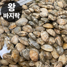 [초특가할인] 바지락 남해 활 왕바지락 생물 바지락, 1박스, 남해 왕바지락 2kg