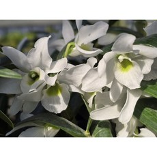 [꽃밭에서 난원] 서양란/덴드로비움(포켓러브 대주 2개 특가)