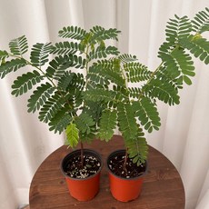 타마린드 열대식물 소품 1+1 온정원 공기정화식물, 2개