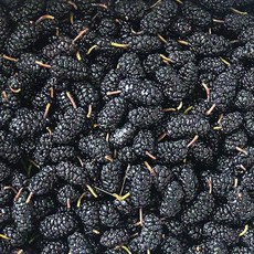 전남 나주 생과 급냉 토종 과상 햇 청일 오디, 1개, 청일오디 2kg