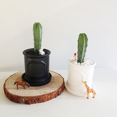 세련된 몰딩화분에 담긴 용신목 선인장 화분 반려식물 사무실꾸미기, 블랙, 1개