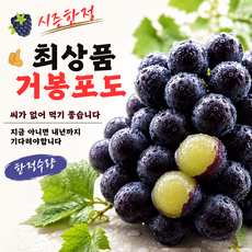 첫수확 씨없는 고당도 거봉 포도, 1박스, 1kg(2수)