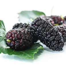 산들해 햇 오디 냉동생과, 5kg, 1개