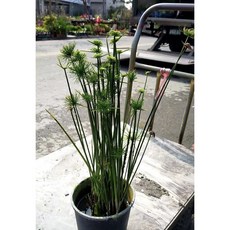 霏霏園藝 小沙草 盆栽 植物 高度30-60公分, 1個