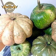 [실패없는 푸른 손질 호박]국내산 충북일대 푸른 손질 호박 손질 배송, 1박스, 가정용 푸른 손질 호박 3kg