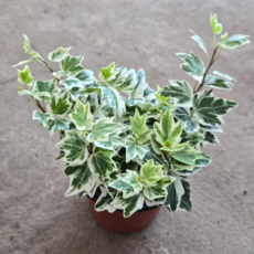 코모레비 아이비 식물 10cm 포트 공기정화식물, 1개