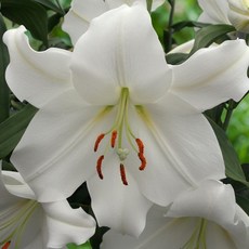 백합 구근 카사블랑카(Casa Blanca), 2개