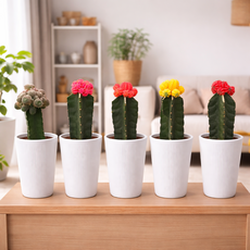 대형 중형 귀면각 기둥선인장 비모란 컬러선인장 화분 포함 65cm, 1개, 그린