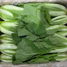 [씽씽팜] 강추! 부드러운 어린 얼갈이배추, 1개, 4kg
